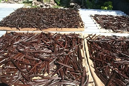 Vanilla Beans